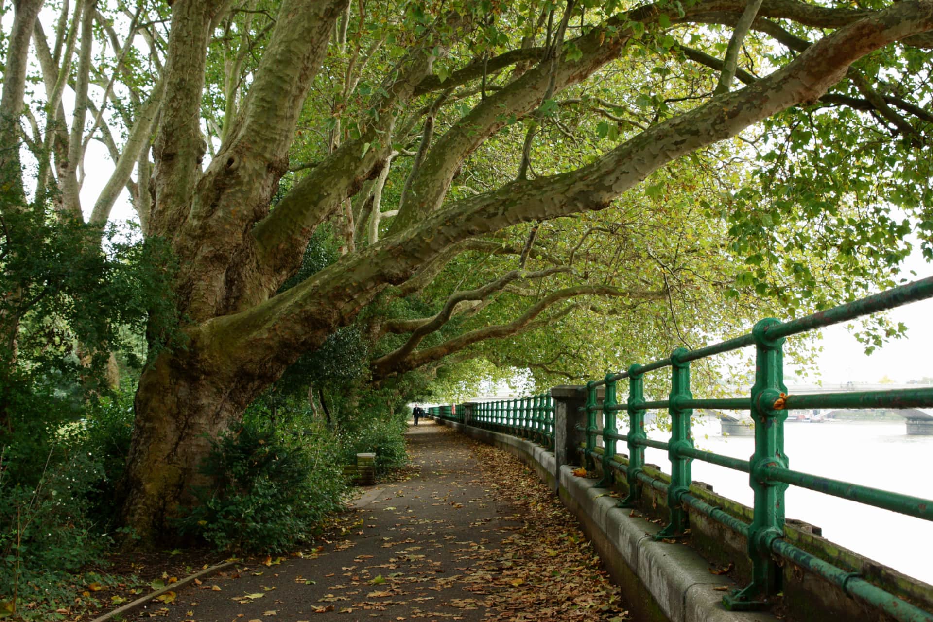 The Thames Path running under plane trees at Bishops Park, Fulham.