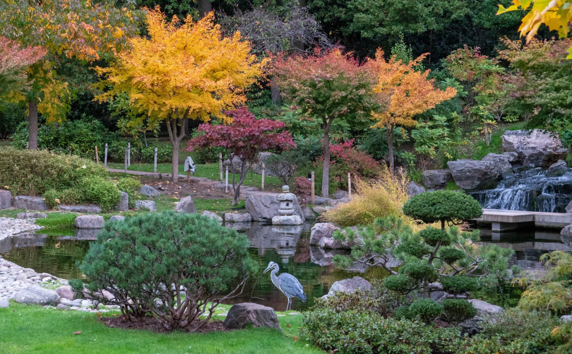 The Kyoto Garden's pond and maples in Holland Park, a heron at the water.