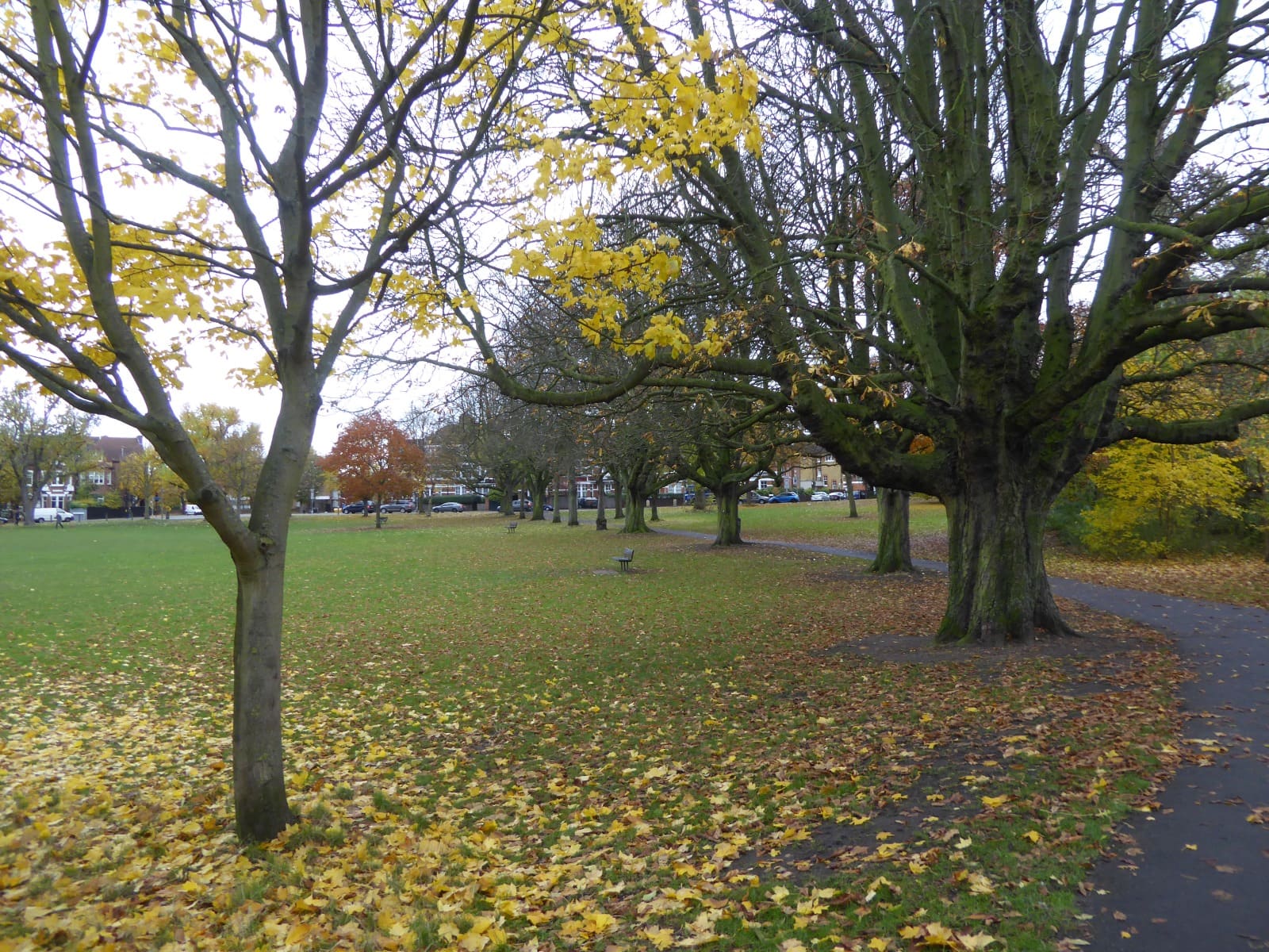 A leaf-strewn path across Wandsworth Common in autumn.